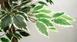 Leaf 150cm Artificial Silk Ficus Tree in Green - thumbnail 6