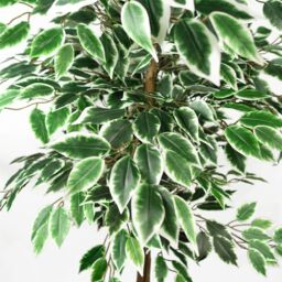 Leaf 150cm Artificial Silk Ficus Tree in Green - thumbnail 3