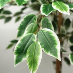 Leaf 150cm Artificial Silk Ficus Tree in Green - thumbnail 2
