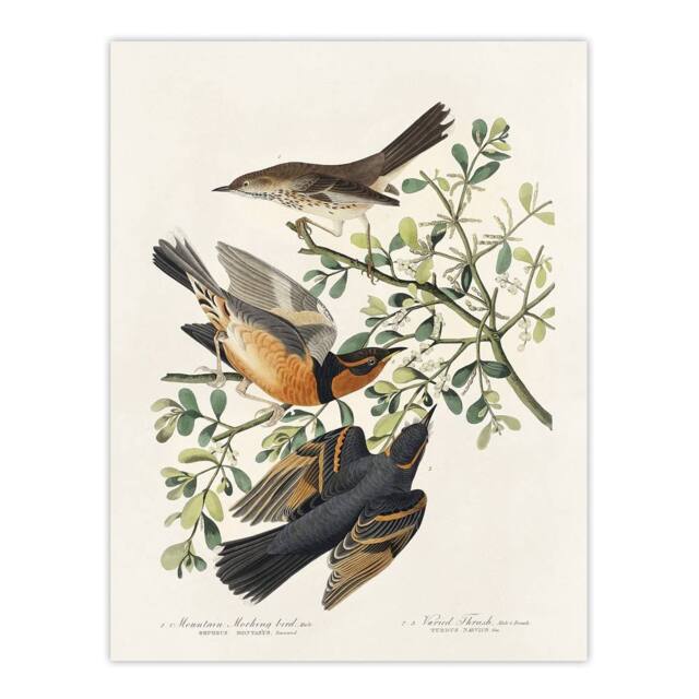 "Artery8 Mountain Mocking Bird & Thrush Audubon Nature Wall Art Print Poster in White - Size: W24"" x H32""" - image 1