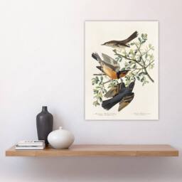 "Artery8 Mountain Mocking Bird & Thrush Audubon Nature Wall Art Print Poster in White - Size: W24"" x H32""" - thumbnail 4