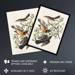 "Artery8 Mountain Mocking Bird & Thrush Audubon Nature Wall Art Print Poster in White - Size: W24"" x H32""" - thumbnail 2