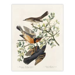"Artery8 Mountain Mocking Bird & Thrush Audubon Nature Wall Art Print Poster in White - Size: W24"" x H32""" - thumbnail 1