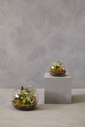 Orsina Fiori Large Glass Pot Mixed Succulent in Clear - thumbnail 4