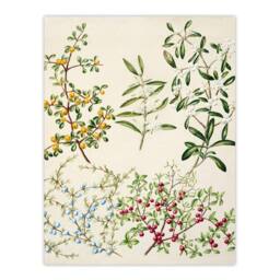 Artery8 Sarah Featon Framed Wall Art New Zealand Coprosma Acerosa Coastal Plant in Beige - Size: A4 - thumbnail 3
