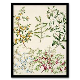 Artery8 Sarah Featon Framed Wall Art New Zealand Coprosma Acerosa Coastal Plant in Beige - Size: A4 - thumbnail 1
