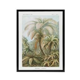 "Artery8 Tropical Nature Filicinae Fern Plants Haeckel Framed Canvas Wall Art in Green - Size: W12"" x H16""" - thumbnail 1