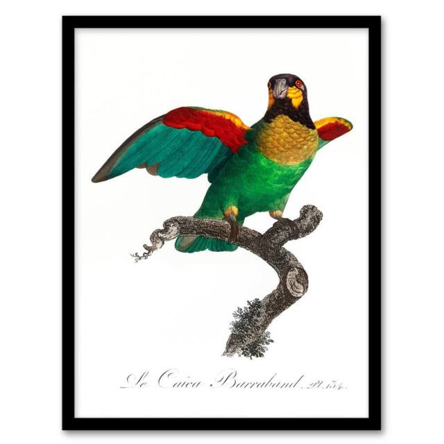 Artery8 Francois Levaillant Framed Wall Art Print The Orange Cheeked Parrot in White - Size: A4 - image 1