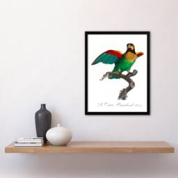 Artery8 Francois Levaillant Framed Wall Art Print The Orange Cheeked Parrot in White - Size: A4 - thumbnail 2