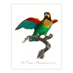 Artery8 Francois Levaillant Framed Wall Art Print The Orange Cheeked Parrot in White - Size: A4 - thumbnail 3