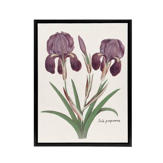"Artery8 Purple iris germanica Anselmus de Boodt Framed Canvas Wall Art Print in White - Size: W12"" x H16""" - image 1
