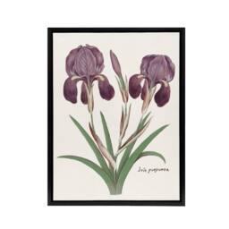 "Artery8 Purple iris germanica Anselmus de Boodt Framed Canvas Wall Art Print in White - Size: W12"" x H16""" - thumbnail 1