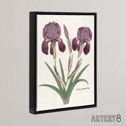 "Artery8 Purple iris germanica Anselmus de Boodt Framed Canvas Wall Art Print in White - Size: W12"" x H16""" - thumbnail 2