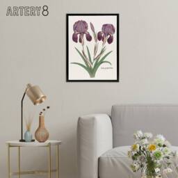 "Artery8 Purple iris germanica Anselmus de Boodt Framed Canvas Wall Art Print in White - Size: W12"" x H16""" - thumbnail 3