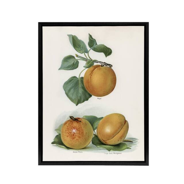 "Artery8 Vintage Fruit Illustration of Apricots Wright Framed Canvas Wall Art in White - Size: W12"" x H16""" - image 1