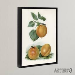 "Artery8 Vintage Fruit Illustration of Apricots Wright Framed Canvas Wall Art in White - Size: W12"" x H16""" - thumbnail 2