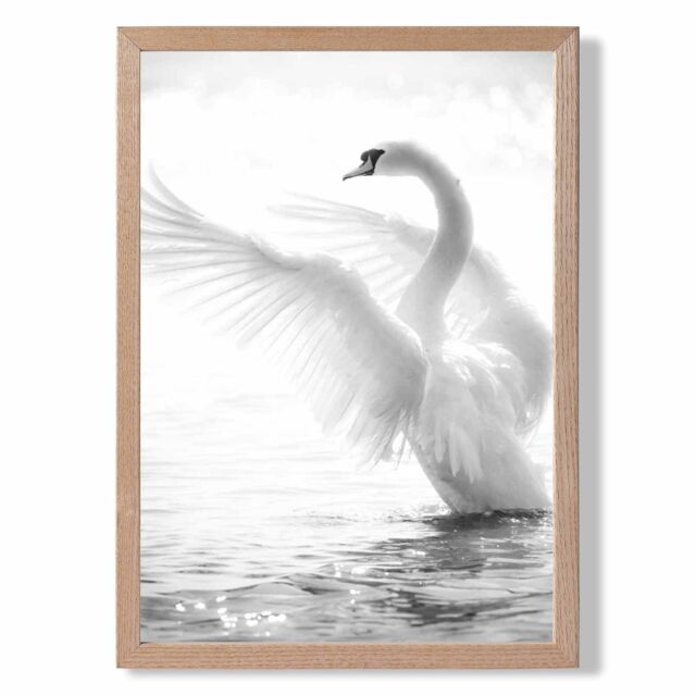 ARTZE Graceful Swan Bird Black & White Photo Framed Print SIZE: A4 with Oak Frame - image 1