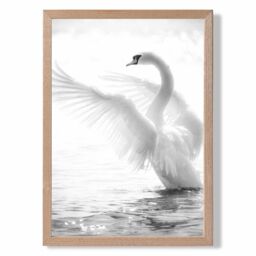 ARTZE Graceful Swan Bird Black & White Photo Framed Print SIZE: A4 with Oak Frame - thumbnail 1