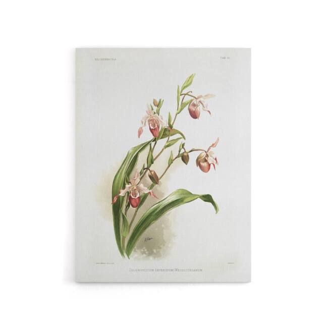 "Artery8 Frederick Sander Selenipedium Weidlichianum Orchid Canvas Art Print - Size: W12"" x H16""" - image 1