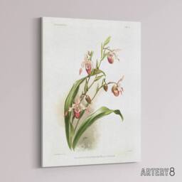 "Artery8 Frederick Sander Selenipedium Weidlichianum Orchid Canvas Art Print - Size: W12"" x H16""" - thumbnail 2