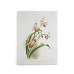 "Artery8 Frederick Sander Selenipedium Weidlichianum Orchid Canvas Art Print - Size: W12"" x H16""" - thumbnail 1