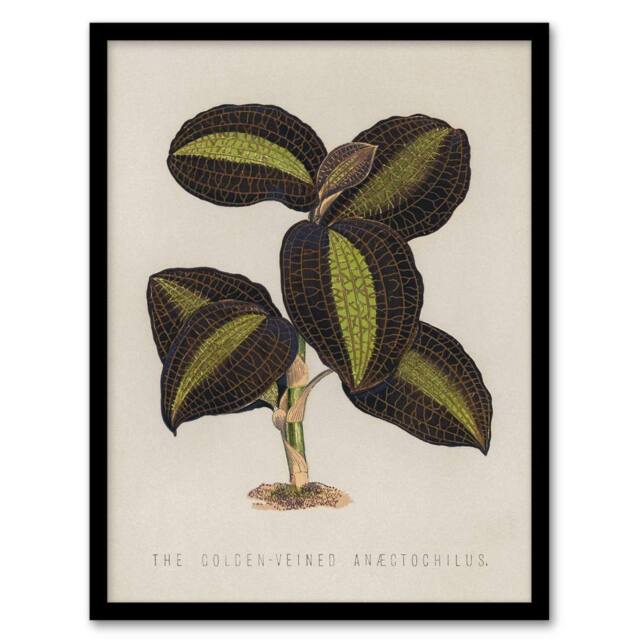 "Artery8 Golden Veined Jewel Orchid Vintage Botanical Framed Wall Art Print in Beige - Size: W12"" x H16""" - image 1
