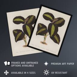 "Artery8 Golden Veined Jewel Orchid Vintage Botanical Framed Wall Art Print in Beige - Size: W12"" x H16""" - thumbnail 2