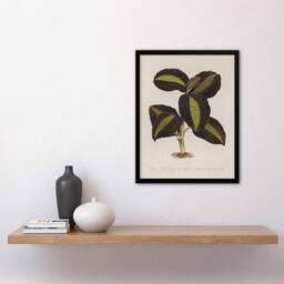 "Artery8 Golden Veined Jewel Orchid Vintage Botanical Framed Wall Art Print in Beige - Size: W12"" x H16""" - thumbnail 4