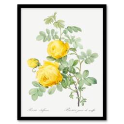 Artery8 Pierre J Redoute Framed Wall Art Print Yellow Rose Vintage Botanical in White - Size: A4 - thumbnail 1