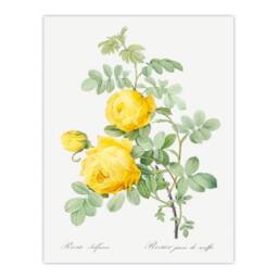 Artery8 Pierre J Redoute Framed Wall Art Print Yellow Rose Vintage Botanical in White - Size: A4 - thumbnail 3