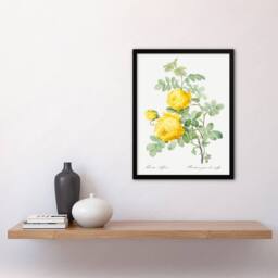 Artery8 Pierre J Redoute Framed Wall Art Print Yellow Rose Vintage Botanical in White - Size: A4 - thumbnail 2