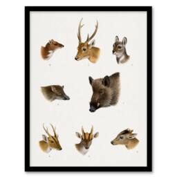 Artery8 Wildlife Animals Vintage Illustration Lydekker Framed Wall Art Print in White - Size: A4 - thumbnail 1