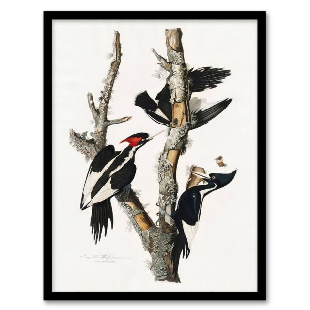 Artery8 Ivory Billed Woodpecker Audubon Nature Framed Wall Art Print in White - Size: A4 - image 1