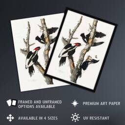 Artery8 Ivory Billed Woodpecker Audubon Nature Framed Wall Art Print in White - Size: A4 - thumbnail 2