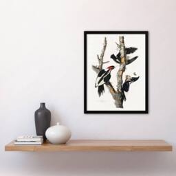 Artery8 Ivory Billed Woodpecker Audubon Nature Framed Wall Art Print in White - Size: A4 - thumbnail 4