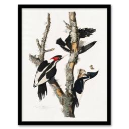 Artery8 Ivory Billed Woodpecker Audubon Nature Framed Wall Art Print in White - Size: A4 - thumbnail 1