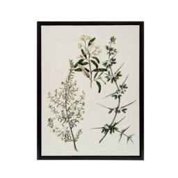 "Artery8 New Zealand Pomaderris Edgerleyi Plant Featon Framed Canvas Wall Art in Beige - Size: W24"" x H32""" - thumbnail 1