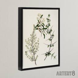 "Artery8 New Zealand Pomaderris Edgerleyi Plant Featon Framed Canvas Wall Art in Beige - Size: W24"" x H32""" - thumbnail 2