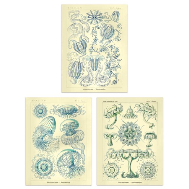 "Artery8 Wall Art Print Set of 3 Jellyfish Blue on Yellow Haeckel Vintage s Detailed Marine Study Living Room Poster s Pack - Size: W12"" x H16""" - image 1