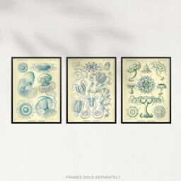 "Artery8 Wall Art Print Set of 3 Jellyfish Blue on Yellow Haeckel Vintage s Detailed Marine Study Living Room Poster s Pack - Size: W12"" x H16""" - thumbnail 5