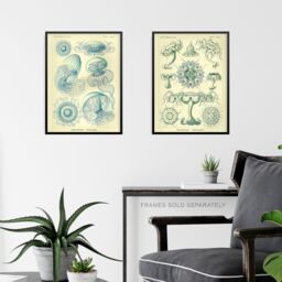 "Artery8 Wall Art Print Set of 3 Jellyfish Blue on Yellow Haeckel Vintage s Detailed Marine Study Living Room Poster s Pack - Size: W12"" x H16""" - thumbnail 6
