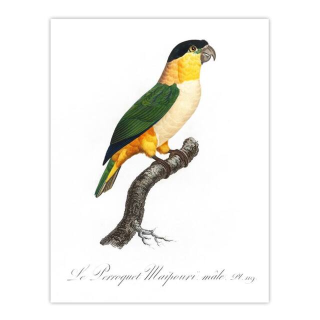 "Artery8 The Black Headed Parrot Francois Levaillant Wall Art Poster Print in White - Size: W18"" x H24""" - image 1