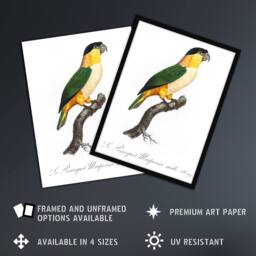 "Artery8 The Black Headed Parrot Francois Levaillant Wall Art Poster Print in White - Size: W18"" x H24""" - thumbnail 2