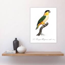 "Artery8 The Black Headed Parrot Francois Levaillant Wall Art Poster Print in White - Size: W18"" x H24""" - thumbnail 4