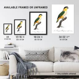"Artery8 The Black Headed Parrot Francois Levaillant Wall Art Poster Print in White - Size: W18"" x H24""" - thumbnail 3