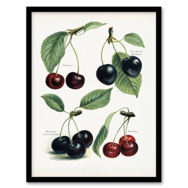 Artery8 John Wright Framed Wall Art Vintage Illustration of Cherry Varieties in White - Size: A4 - image 1
