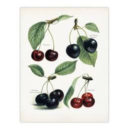 Artery8 John Wright Framed Wall Art Vintage Illustration of Cherry Varieties in White - Size: A4 - thumbnail 3
