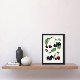 Artery8 John Wright Framed Wall Art Vintage Illustration of Cherry Varieties in White - Size: A4 - thumbnail 2