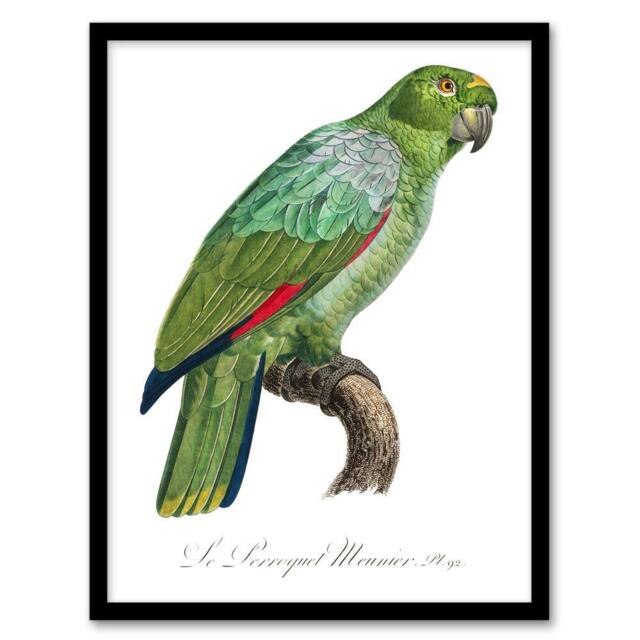 Artery8 The Southern Mealy Amazon Parrot Levaillant Framed Wall Art Print in White - Size: A4 - image 1