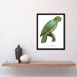 Artery8 The Southern Mealy Amazon Parrot Levaillant Framed Wall Art Print in White - Size: A4 - thumbnail 4